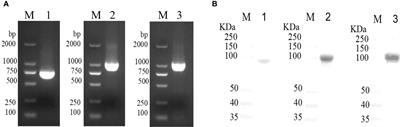 Immunogenicity and protective efficacy of the recombinant Pasteurella multocida lipoproteins VacJ and PlpE, and outer membrane protein H from P. multocida A:1 in ducks